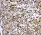 Anti-Cyclophilin B PPIB Antibody Picoband™ (monoclonal, 11C11)